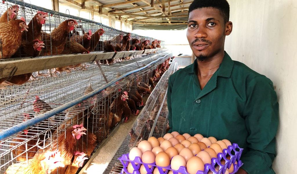 Duduregbe Egg production farm Ogun Nigeria