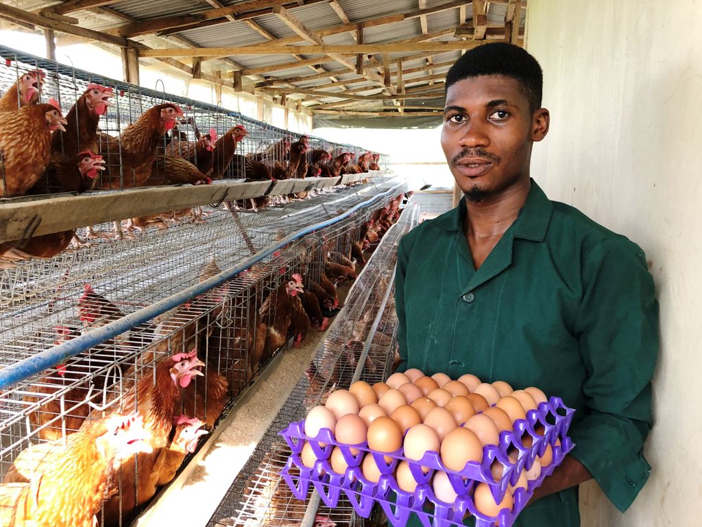 Egg production duduregbe farm