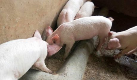 Pig Farm in Ogun Nigeria