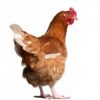 Duduregbe Chicken for sale