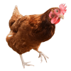 Buy chicken online Ogun State